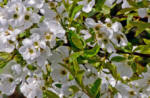 Exochorda x macrantha 'The Bride' - White flowered shrub.